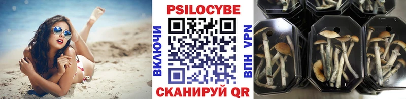 цены наркотик  Болхов  Псилоцибиновые грибы мицелий 